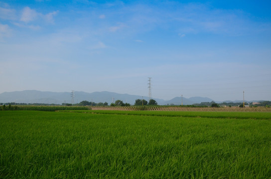 水稻田