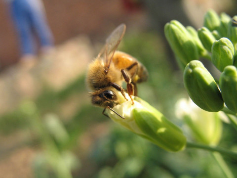 蜜蜂