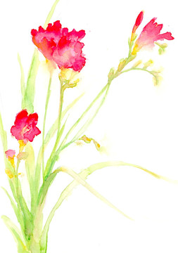 水彩花卉（未分層）