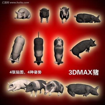 3DMAX猪