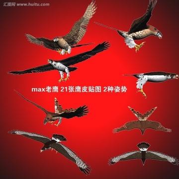 老鷹