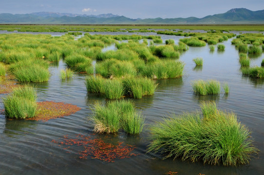 花湖水草