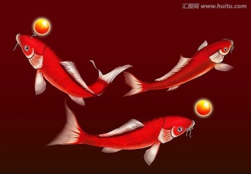 紅鯉魚 素材