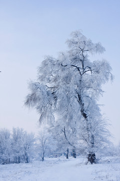 凌霜傲雪