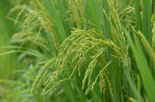 水稻开花