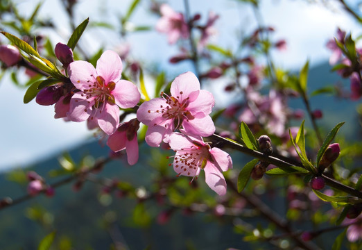 桃花