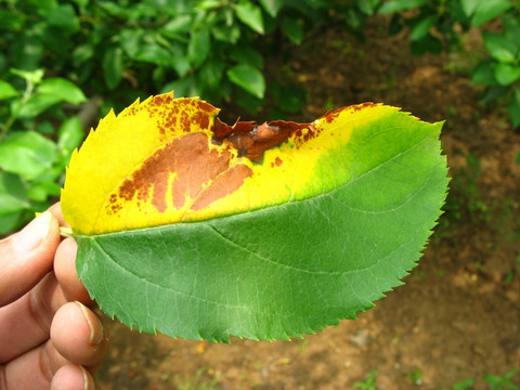 苹果树叶