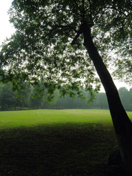 杭州 西湖 绿树