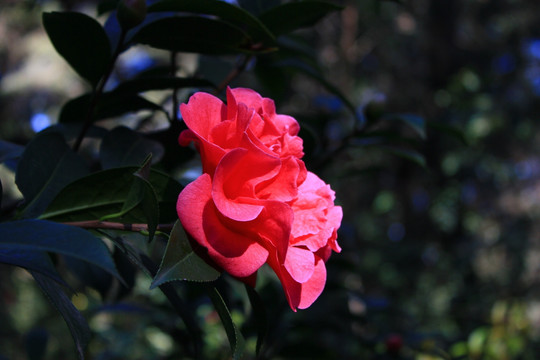 云南山茶花