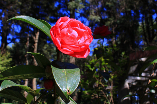 云南山茶花