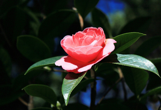 云南山茶花