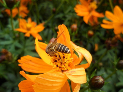 大波斯菊 蜜蜂