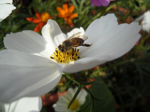 蜜蜂 白色波斯菊