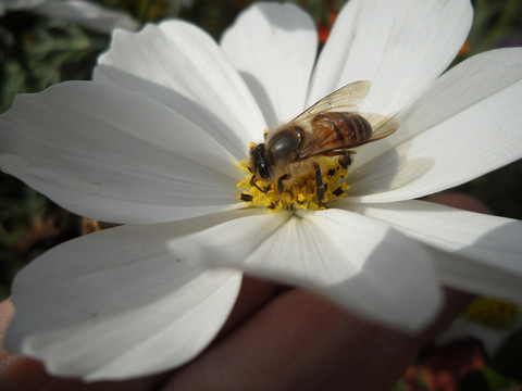 蜜蜂 白色波斯菊