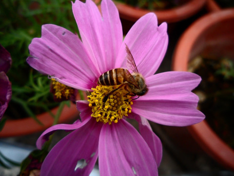 紫色波斯菊 蜜蜂