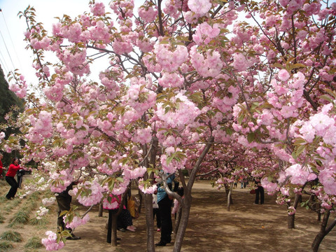 樱花树