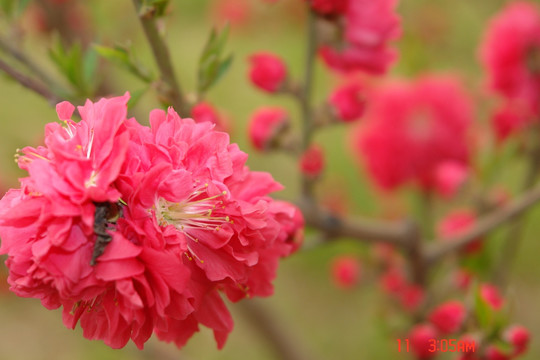 地桃花