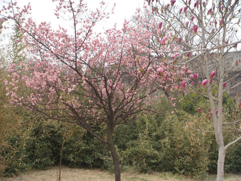 樱花树