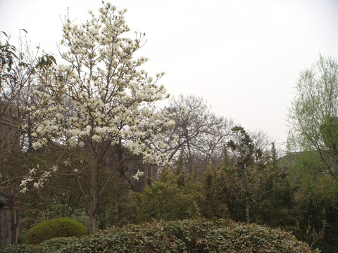 玉兰花树