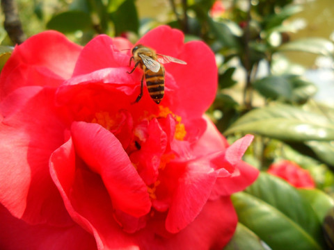 茶花 蜜蜂