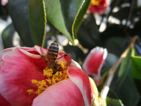 茶花 蜜蜂