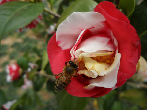 茶花 蜜蜂