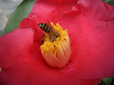 茶花 蜜蜂