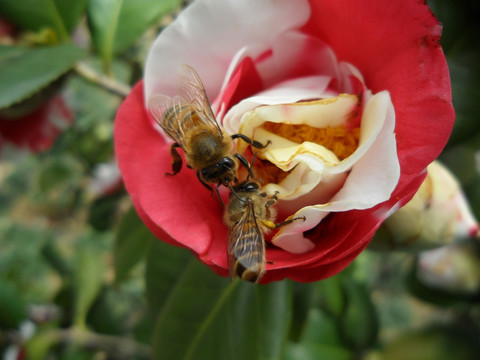 茶花 蜜蜂