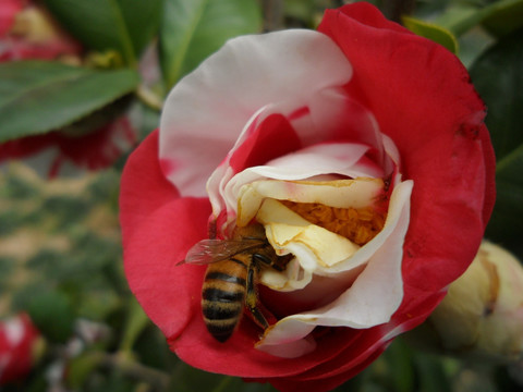 茶花 蜜蜂