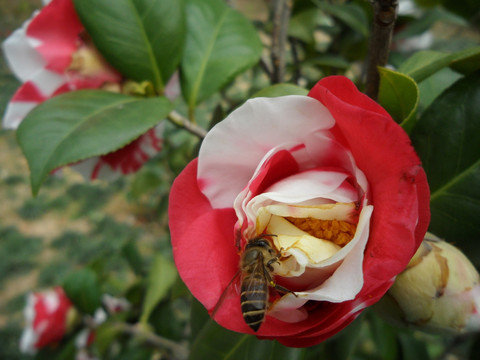 茶花 蜜蜂