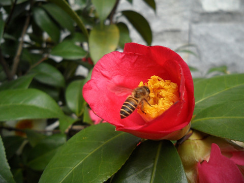 茶花 蜜蜂