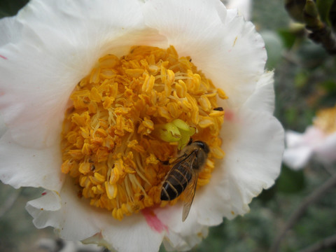 茶花 蜜蜂