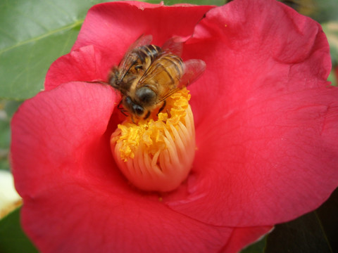 茶花 蜜蜂