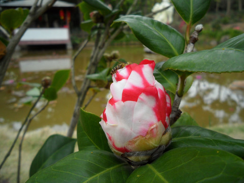 茶花 蜜蜂