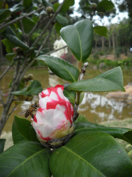 茶花 蜜蜂