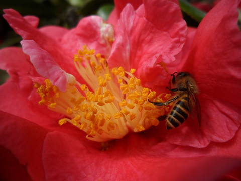 茶花 蜜蜂