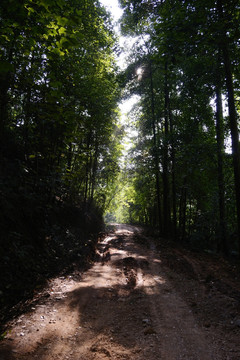 林区道路