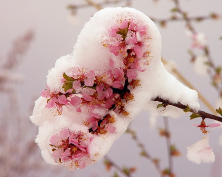 阳春白雪