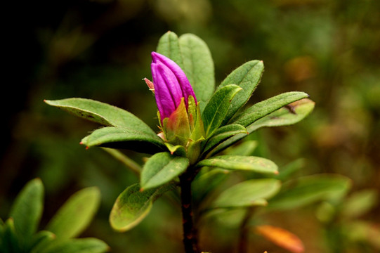 百花争艳