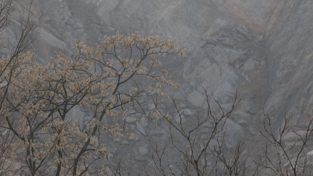 楝树 岩壁