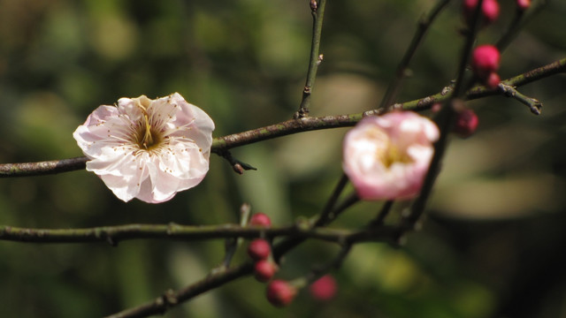 野梅