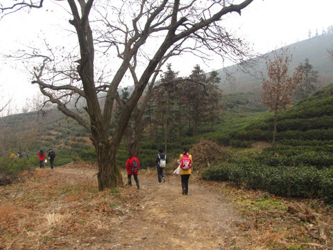 板栗树与茶园 施集茶场