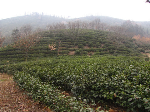 施集茶场 茶园