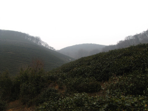 青青茶山