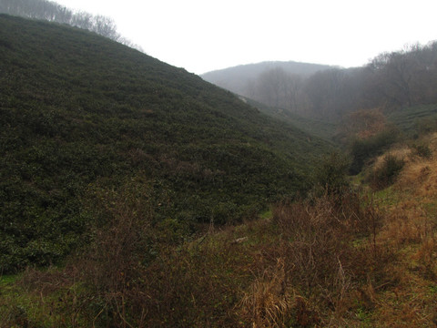 茶場(chǎng)