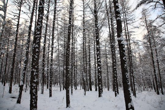 冬雪松林