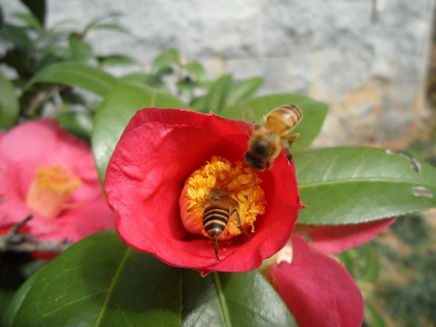 山茶花 蜜蜂