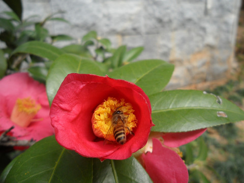 山茶花 蜜蜂