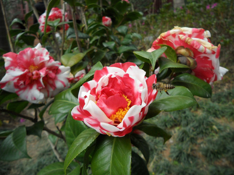 山茶花 蜜蜂