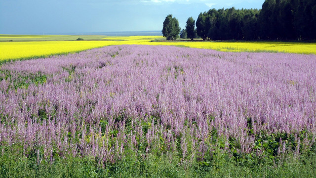 油菜花